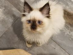 -楼上猫咖(罗湖店)