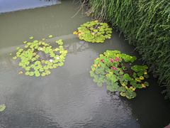 -荷塘月色湿地公园·向阳花洲