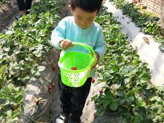 -田趣农庄草莓采摘园