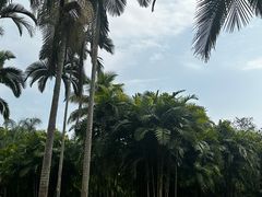 -中国科学院西双版纳热带植物园