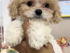 -翊宠yipet猫狗购宠庄园犬舍•猫舍