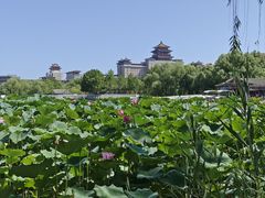 -莲花池公园