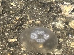 -台场海滨公园船码头