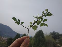 -国家植物园