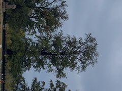 -千年银杏谷文化旅游区