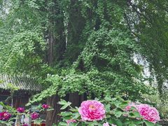 -潭柘寺景区