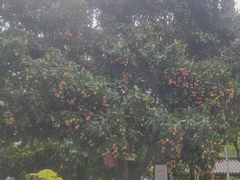 -广州神农草堂中医药博物馆