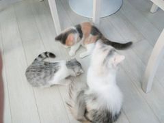 -喵的天空名猫咖啡馆·撸猫·猫舍·用品