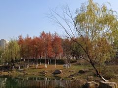 -洋湖国家湿地公园