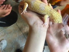 -上海大自然野生昆虫馆(东方明珠·爬宠昆虫探索中心)