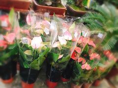 -卜蜂莲花(杨高南路店)