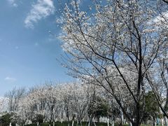 -径山花海