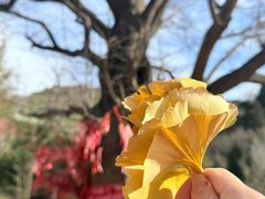 -遵化市禅林寺古银杏风景园