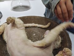 -COLOR PETS 撸猫馆·购猫·猫咖(长风大悦城店)