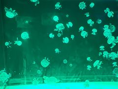 -成都浩海立方海洋公园