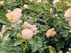 -人民公园(罗湖区)