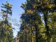 -岣嵝峰国家森林公园