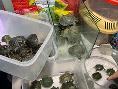 -万商花鸟市场