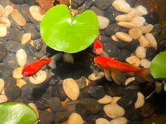 -曲水兰亭(北京四惠店)