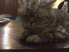 -猫友咖啡店(玉林西路店)