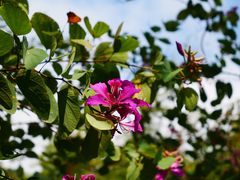 -羚羊峡古栈道森林公园