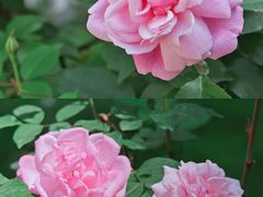 -天鹅湖体育公园