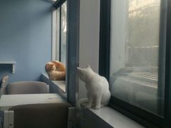 -喵的天空名猫咖啡馆·撸猫·猫舍·用品