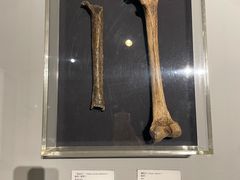 -北京周口店北京人遗址博物馆