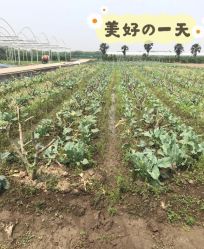 点击看大图 -麦粒鸟亲子游