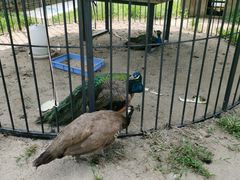 -前小桔亲子创意农场·草莓采摘·露营烧烤