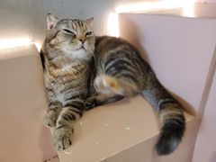 -猫儿山۰猫主题餐厅