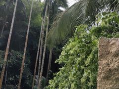 -亚龙湾热带天堂森林公园