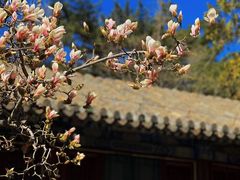 -潭柘寺景区