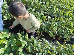 -大自然农场蔬菜草莓采摘园