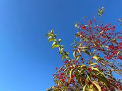 -永定河休闲森林公园