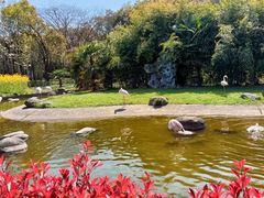 -顾村公园