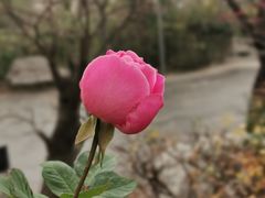 -淄博聊斋城景区