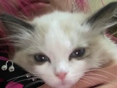 -猫十亿·布偶金渐层·曼基康矮脚猫舍(青年路店)