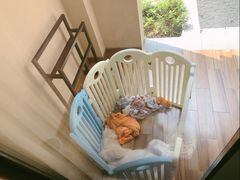 -上海崇明金茂凯悦酒店