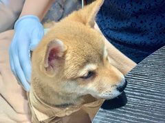 -逗柴咖啡屋·狗咖猫咖宠物桌游