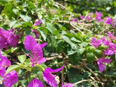 -中国科学院华南植物园