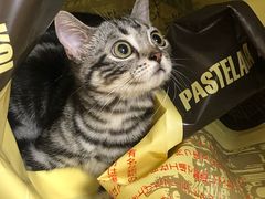 -猫大福·Fortune Cat猫舍(百子湾店)