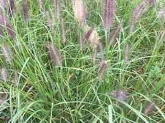 -白鹭湾湿地公园