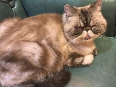-猫色咖啡·猫咖