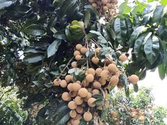 -从化深英荔枝黄皮龙眼采摘园