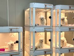 -翊宠yipet猫狗购宠庄园