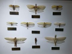 -上海昆虫博物馆