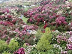 -贵州百里杜鹃风景名胜区