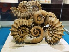 -青岛贝壳博物馆