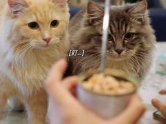 -遇见羊驼·奶狗咖·布偶猫咖·法斗柯基柴犬阿拉斯加(春熙路太古里IFS店)